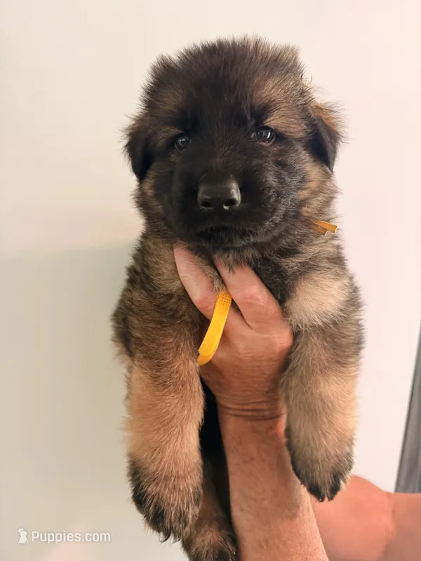 YELLOW - LONG COAT – German Shepherd Dog puppy on hold in Culleoka, TN