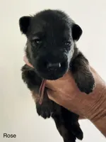 DUSTY ROSE - LONG COAT, a female German Shepherd Dog for sale in Culleoka, TN – 3 of 9