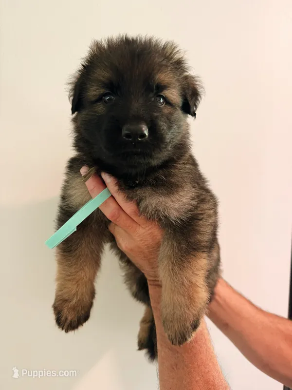 MINT - LONG COAT – German Shepherd Dog puppy for sale in Culleoka, TN