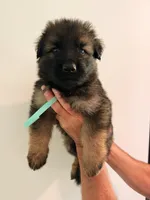MINT - LONG COAT, a male German Shepherd Dog for sale in Culleoka, TN – 1 of 7