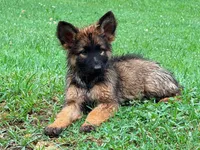WHITE - LONG COAT, a female German Shepherd Dog for sale in Culleoka, TN – 3 of 9