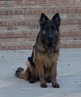 YELLOW - LONG COAT, a male German Shepherd Dog for sale in Culleoka, TN – 6 of 7