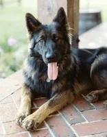 MINT - LONG COAT, a male German Shepherd Dog for sale in Culleoka, TN – 3 of 7