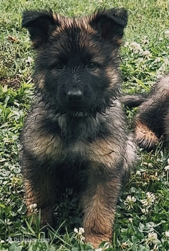 WHITE - LONG COAT – German Shepherd Dog puppy for sale in Culleoka, TN