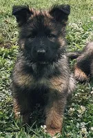 WHITE - LONG COAT, a female German Shepherd Dog for sale in Culleoka, TN – 4 of 9