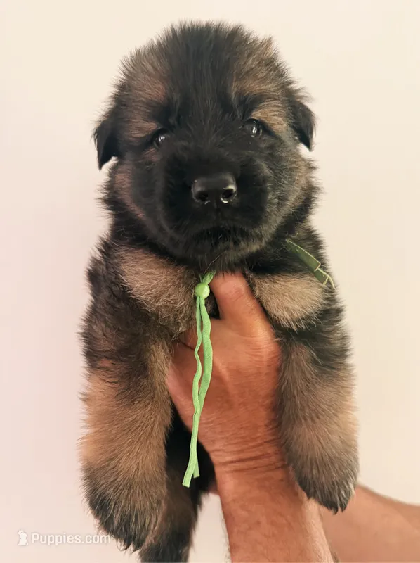 GREEN - LONG COAT – German Shepherd Dog puppy for sale in Culleoka, TN