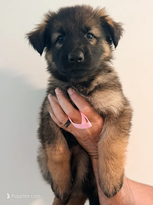 DUSTY ROSE - LONG COAT – German Shepherd Dog puppy for sale in Culleoka, TN