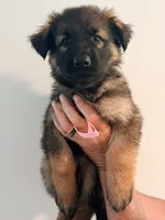 LIGHT PINK - LONG COAT, a female German Shepherd Dog for sale in Culleoka, TN – 3 of 10