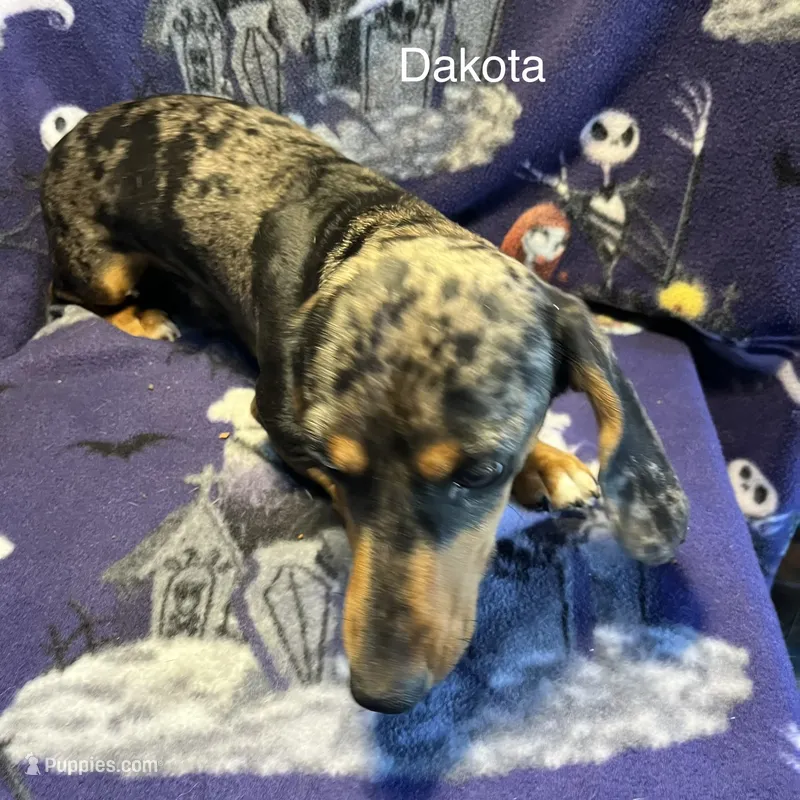 Dakota – Miniature Dachshund puppy for sale in Louisa, VA