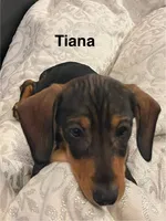 TianaHOLD, a female Dachshund for sale in Louisa, VA – Photo 1 of 5