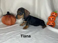 TianaHOLD, a female Dachshund for sale in Louisa, VA – Photo 2 of 5