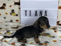 TianaHOLD, a female Dachshund for sale in Louisa, VA – Photo 4 of 5