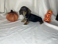 TianaHOLD, a female Dachshund for sale in Louisa, VA – Photo 5 of 5