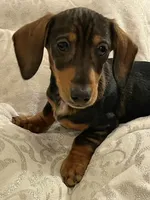 TianaHOLD, a female Dachshund for sale in Louisa, VA – Photo 3 of 5