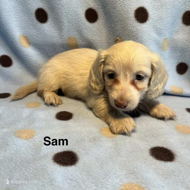 Sam – Miniature Dachshund puppy for sale in Louisa, VA