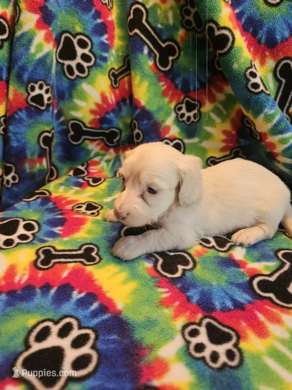 Colt – Miniature Dachshund puppy for sale in Louisa, VA
