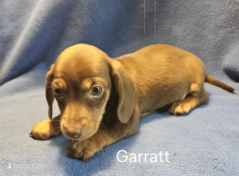 Garrett  – Miniature Dachshund puppy for sale in Louisa, VA