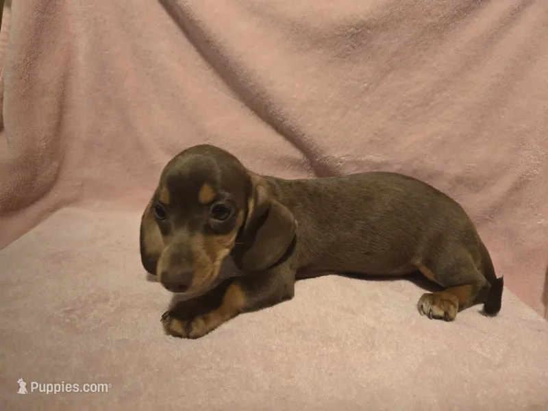 Helen – Miniature Dachshund puppy for sale in Louisa, VA