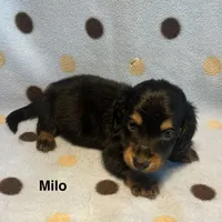 Milo, a male Miniature Dachshund for sale in Louisa, VA – 2 of 2