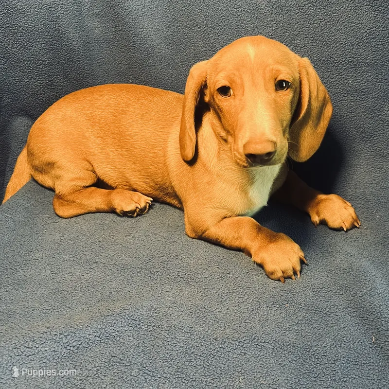 Dexter AKC – Miniature Dachshund puppy for sale in Louisa, VA