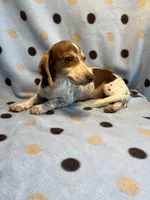 Hartley, a female Miniature Dachshund for sale in Louisa, VA – 1 of 8