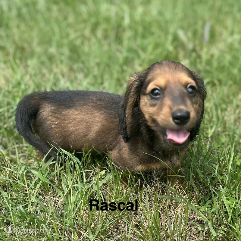 Rascal – Miniature Dachshund puppy for sale in Louisa, VA