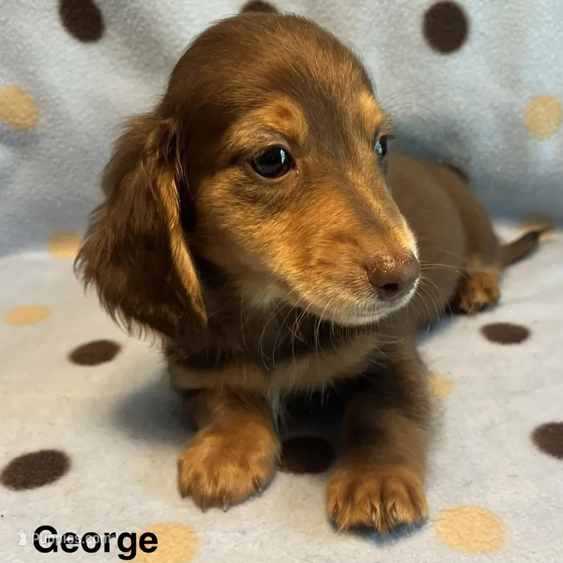 George  – Miniature Dachshund puppy for sale in Louisa, VA