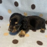 Max, a male Miniature Dachshund for sale in Louisa, VA – 2 of 2