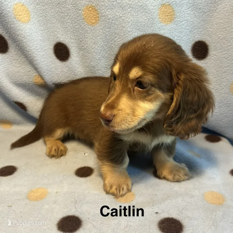 Caitlin – Miniature Dachshund puppy for sale in Louisa, VA