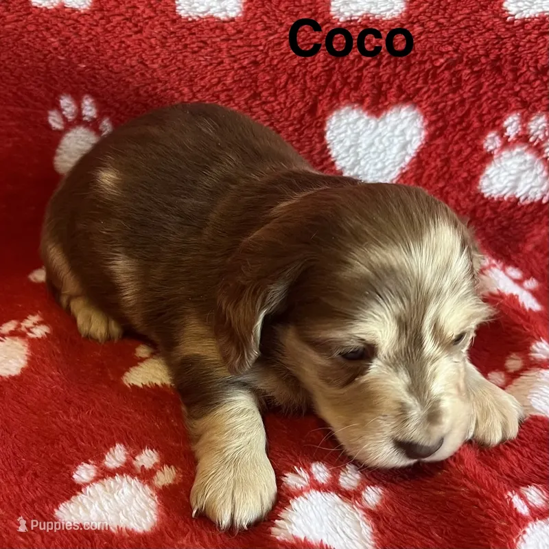 Coco