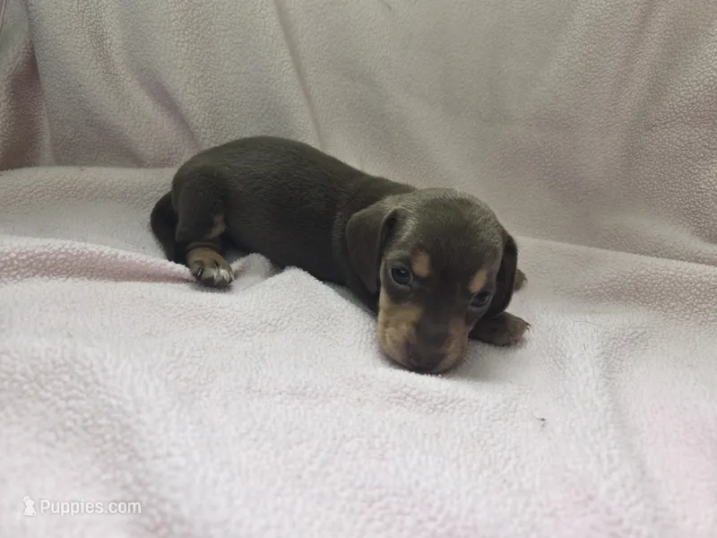 Helen – Miniature Dachshund puppy for sale in Louisa, VA