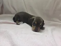 Helen, a female Miniature Dachshund for sale in Louisa, VA – 1 of 2