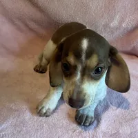 Hartley, a female Miniature Dachshund for sale in Louisa, VA – 2 of 5