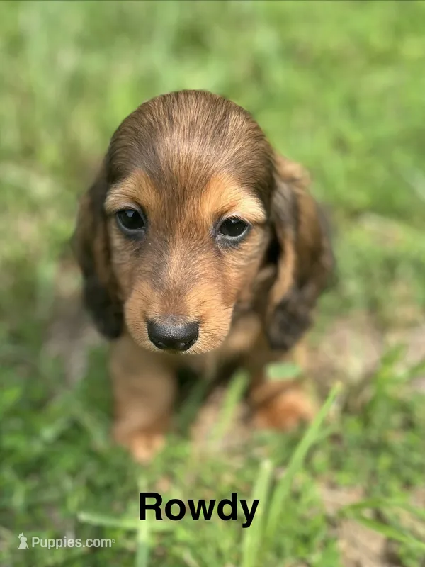 Rowdy  – Miniature Dachshund puppy for sale in Louisa, VA