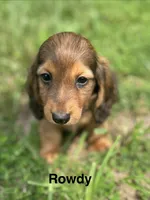 Rowdy , a male Miniature Dachshund for sale in Louisa, VA – 1 of 2