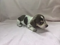 Hartley, a female Miniature Dachshund for sale in Louisa, VA – 2 of 3