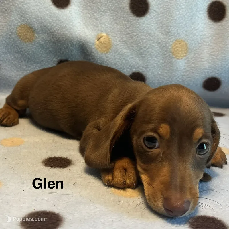Glen  – Miniature Dachshund puppy for sale in Louisa, VA