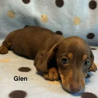 Glen , a male Miniature Dachshund for sale in Louisa, VA – 1 of 5
