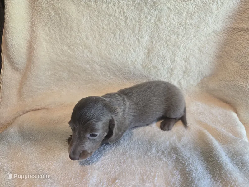 Drake – Miniature Dachshund puppy for sale in Louisa, VA