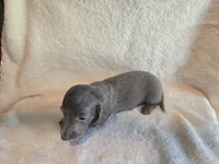Drake AKC, a male Miniature Dachshund for sale in Louisa, VA – 1 of 3