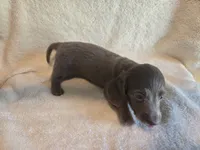 Drake AKC, a male Miniature Dachshund for sale in Louisa, VA – 2 of 3