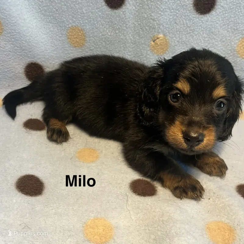 Milo – Miniature Dachshund puppy for sale in Louisa, VA