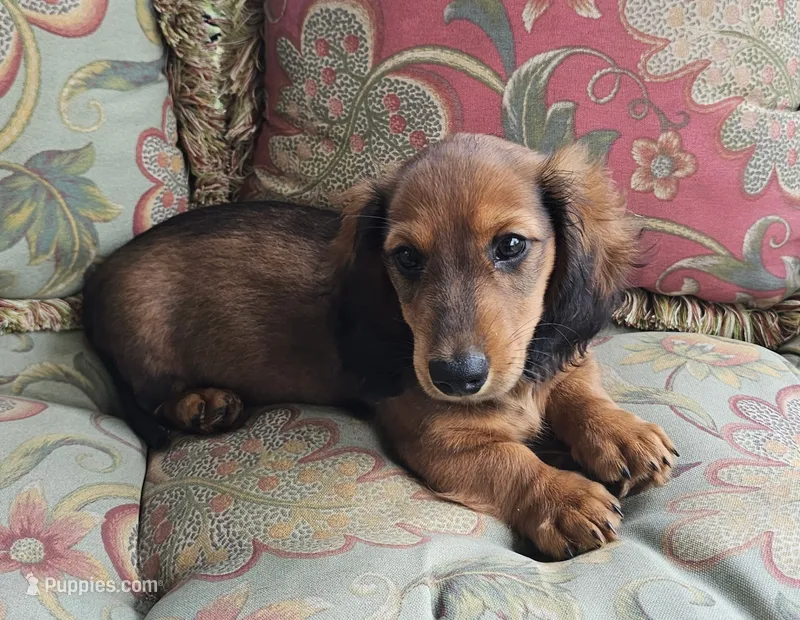Rascal – Miniature Dachshund puppy for sale in Louisa, VA