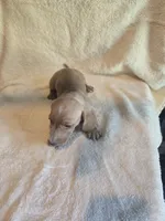 Dexter AKC, a male Miniature Dachshund for sale in Louisa, VA – 2 of 3