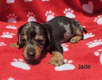 Jade, a female Miniature Dachshund for sale in Louisa, VA – Photo 2 of 2