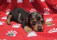 Jade, a female Miniature Dachshund for sale in Louisa, VA – Photo 1 of 2