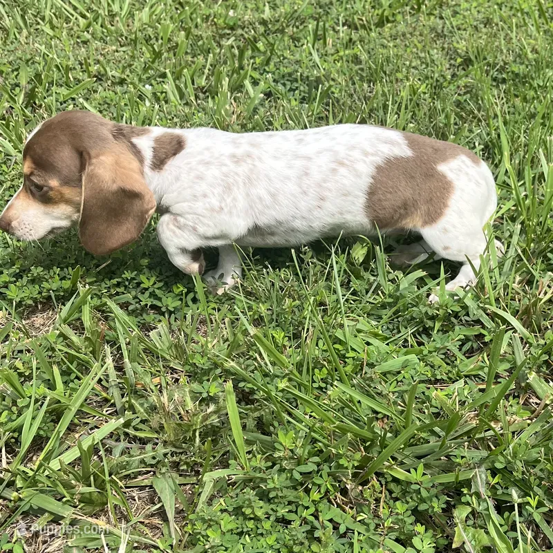 Hartley – Miniature Dachshund puppy for sale in Louisa, VA