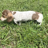 Hartley, a female Miniature Dachshund for sale in Louisa, VA – 1 of 5