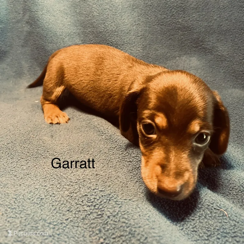 Garrett  – Miniature Dachshund puppy for sale in Louisa, VA