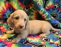 Sam, a male Miniature Dachshund for sale in Louisa, VA – 1 of 1